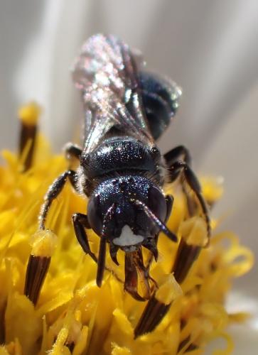 Ceratina chalybea